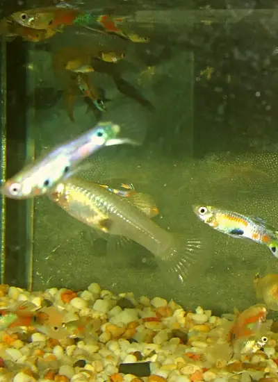 Feeder Guppy fish