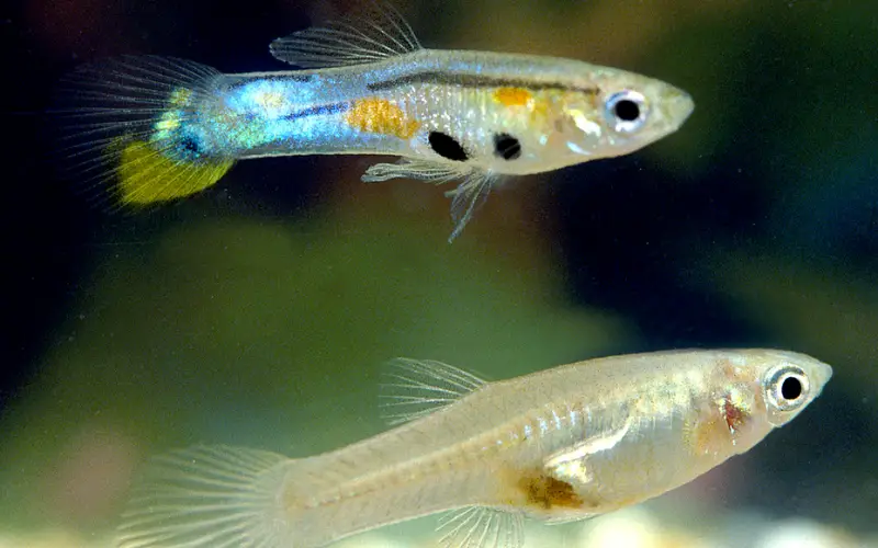 Feeder Guppies: A Comprehensive Guide to Breeding & Caring