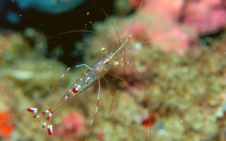Do Ghost Shrimp Eat Algae: (Secrets to Cleaner Aquariums)