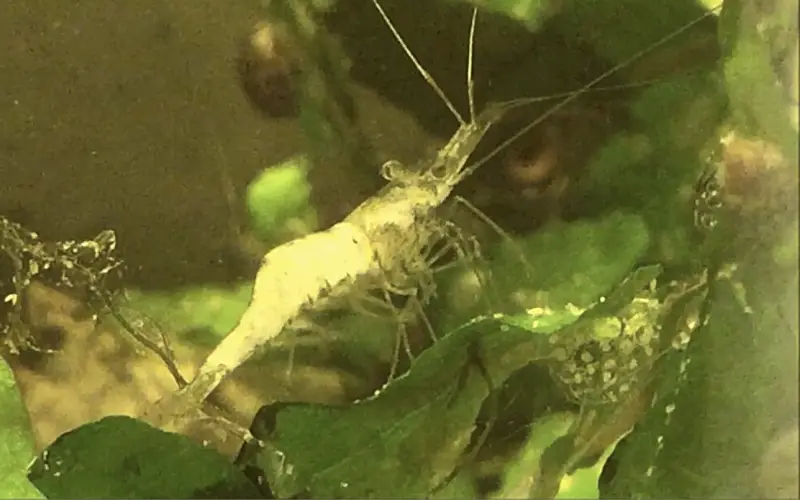 Ghost Shrimp Turning White