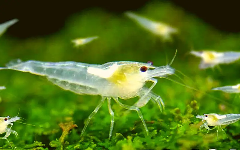 Ghost shrimp breed