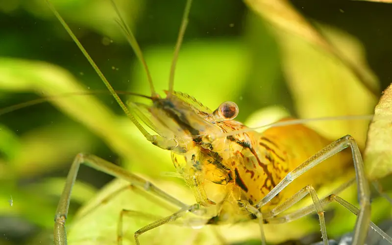 Ghost shrimp egg