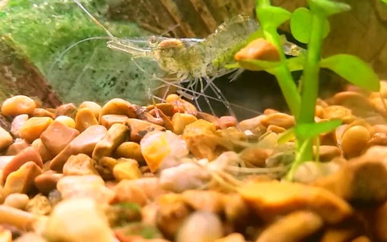 How Many Ghost Shrimp Per Gallon: (A Comprehensive Guide)
