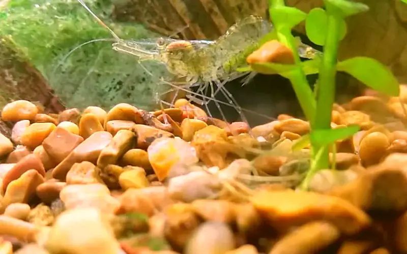 Ghost shrimp eggs