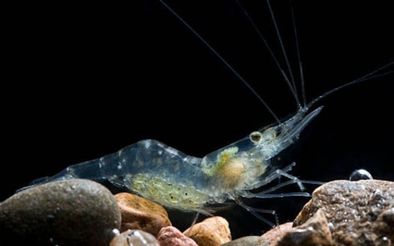 where do ghost shrimp lay eggs