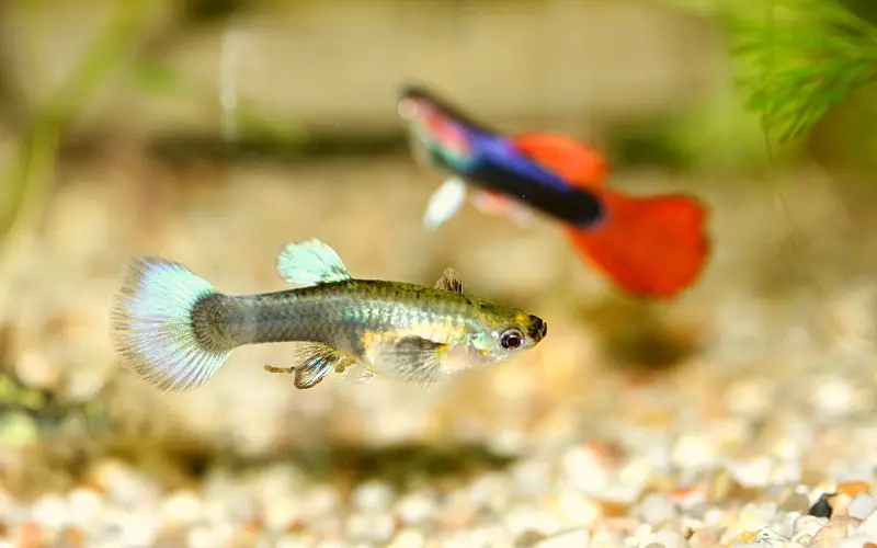 TOP 10 Attractive Guppy Tank Mates (A Comprehensive Guide)