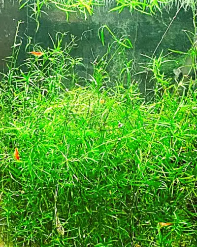 Guppy grass care