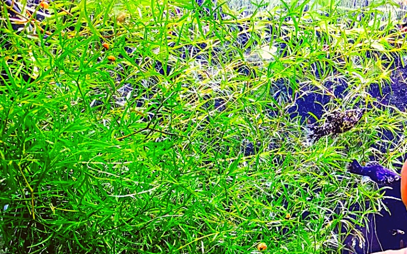 Guppy grass