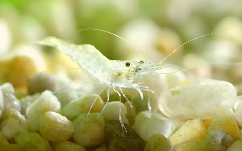 How Big Does Ghost Shrimp Get