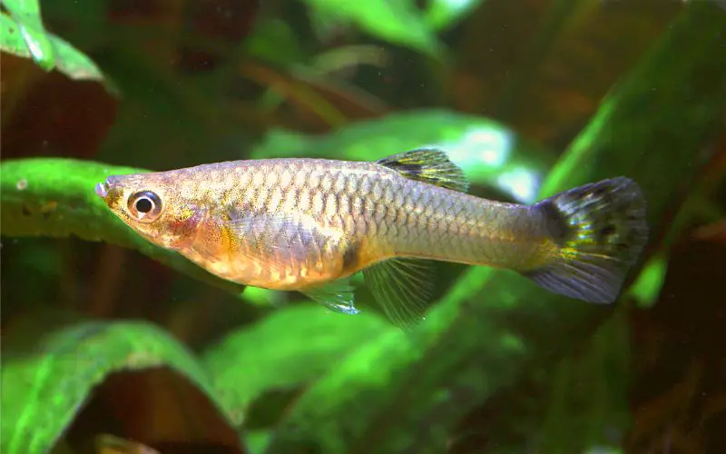 How Long Are Guppies Pregnant