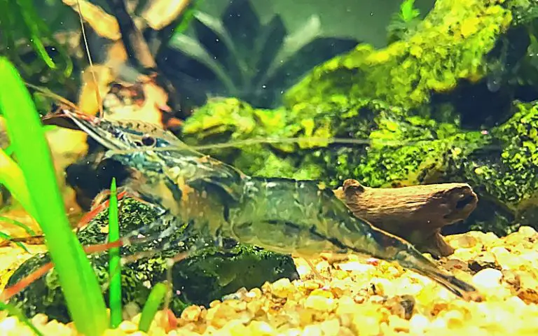 is shrimp a bottom feeder