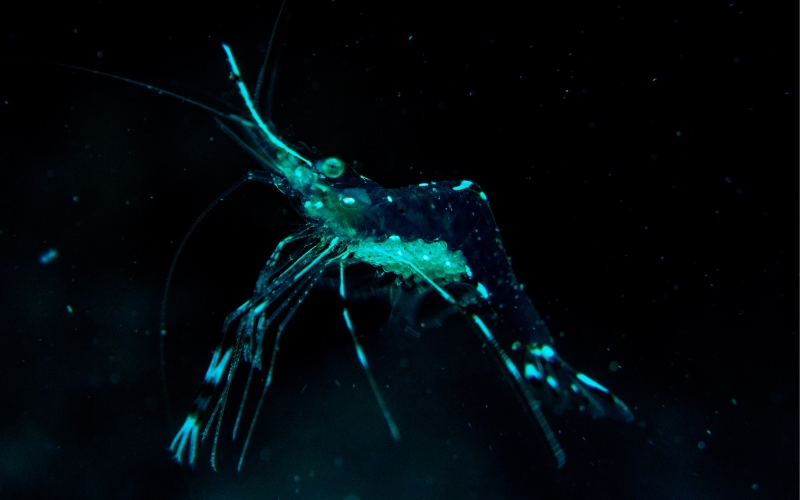 How Long Do Ghost Shrimp Live