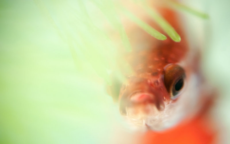 How Long Does It Take for Betta Eggs to Hatch