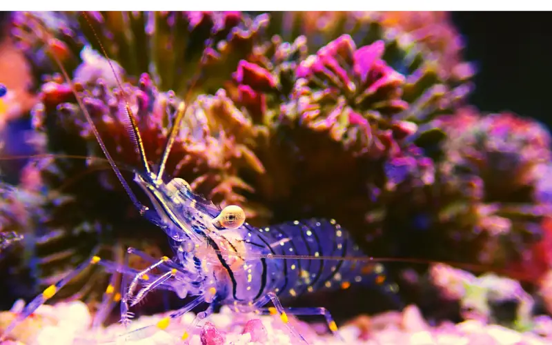 How Often Do Ghost Shrimp Breed (A Comprehensive Guide)