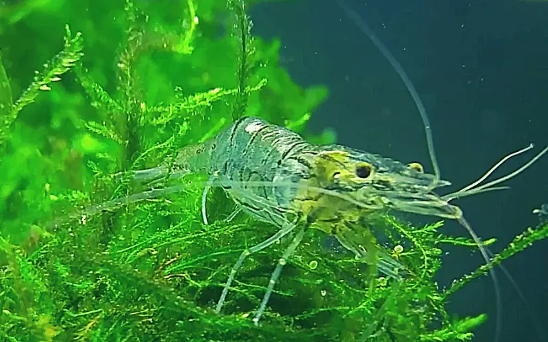 how to tell if ghost shrimp eggs are fertilized