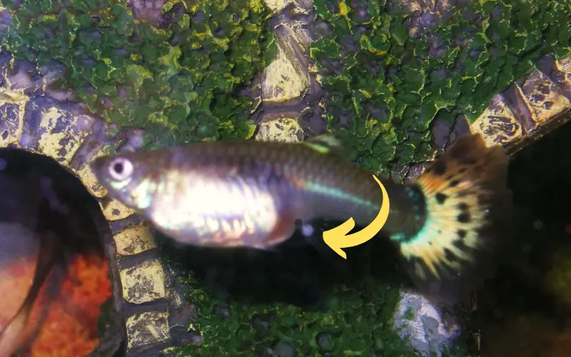 How to tell if guppies are pregnant