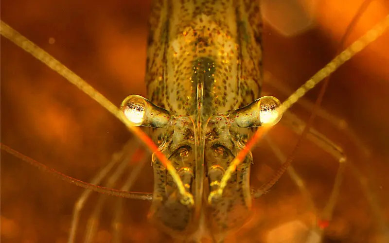 Life span of ghost shrimp