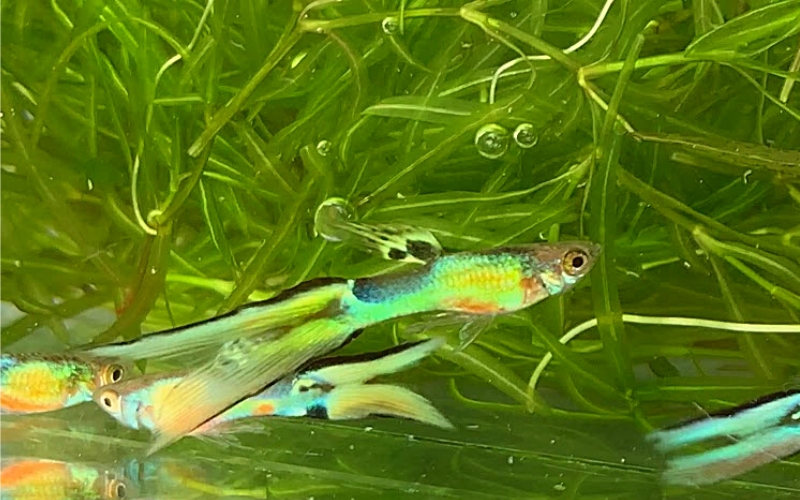 Lyretail guppies
