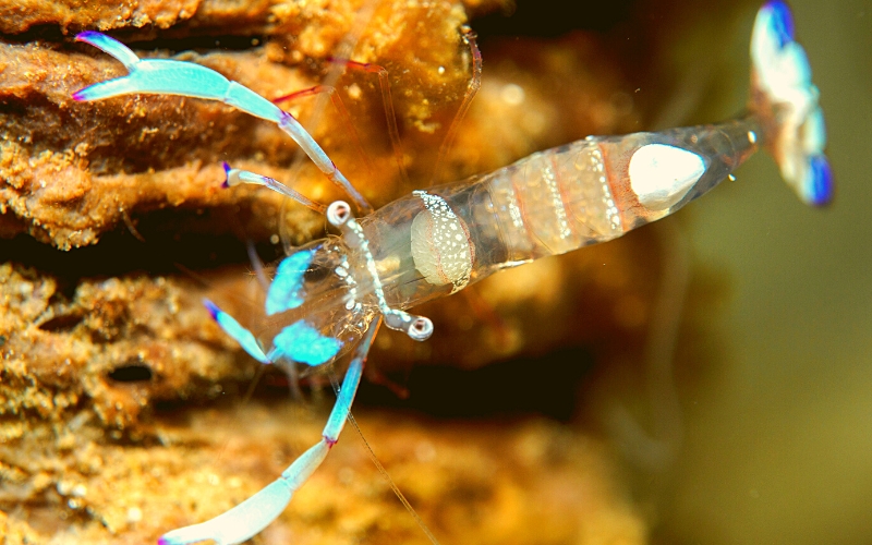Male vs Female Ghost Shrimp