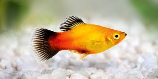 Platy fish