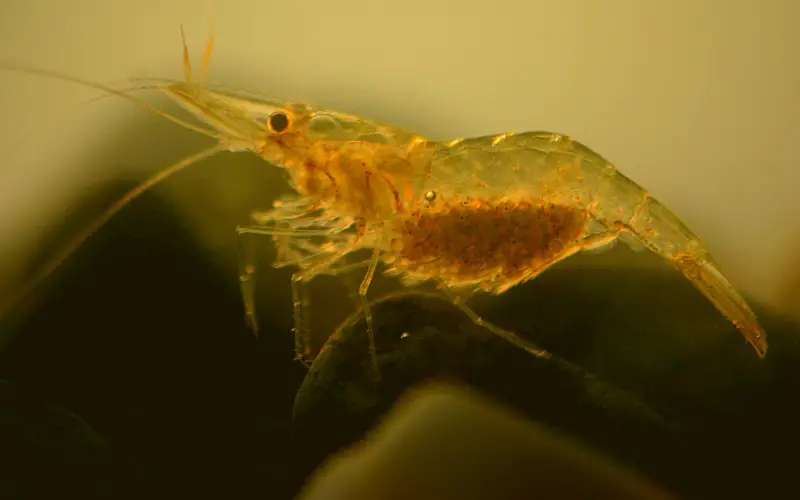 Pregnant ghost shrimp stages