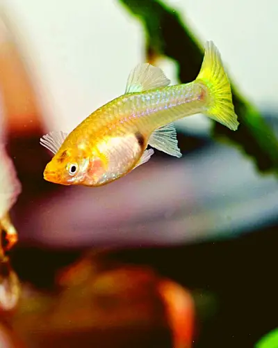 Pregnant guppy fish