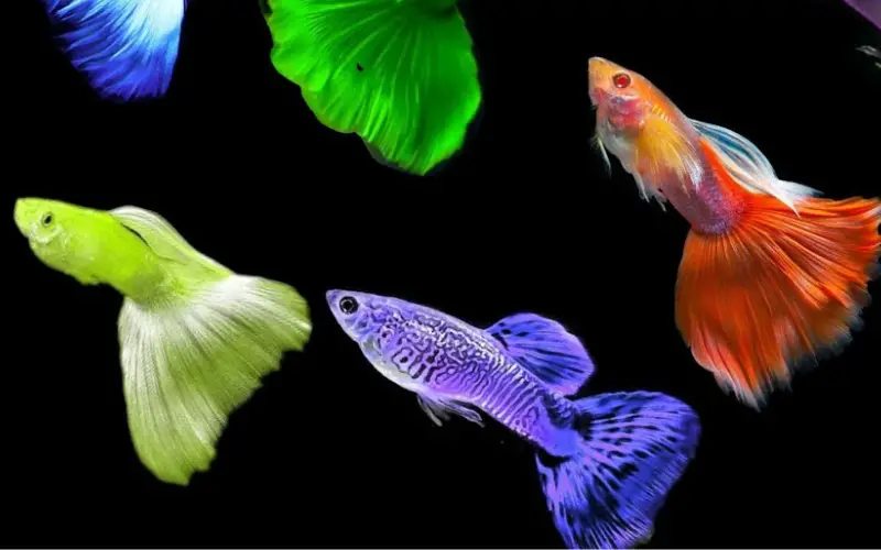 Rare Guppy Fish Species: A Fascinating World Below Surface