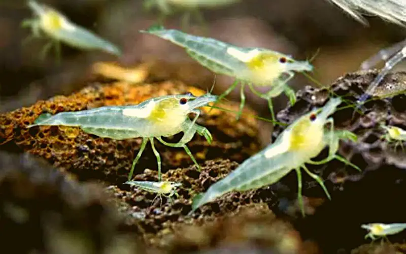 What Do Baby Ghost Shrimp Eat