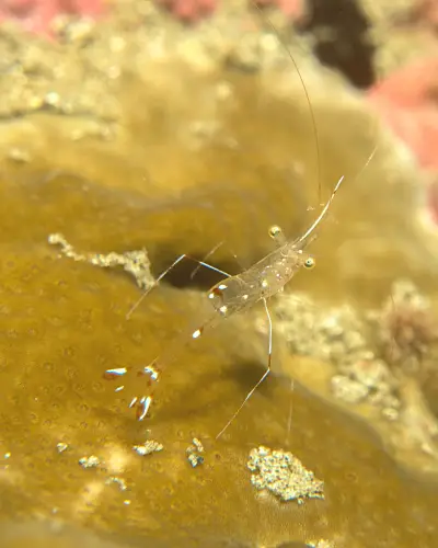 What do ghost shrimp eggs look like