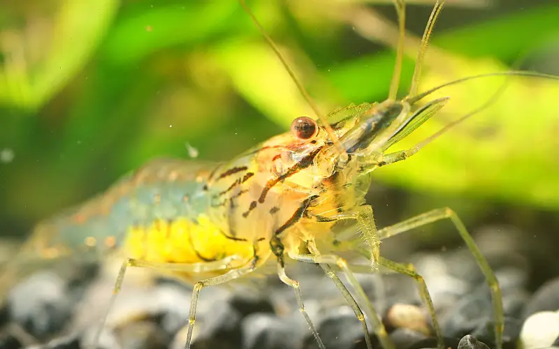 What does ghost shrimp eggs look like