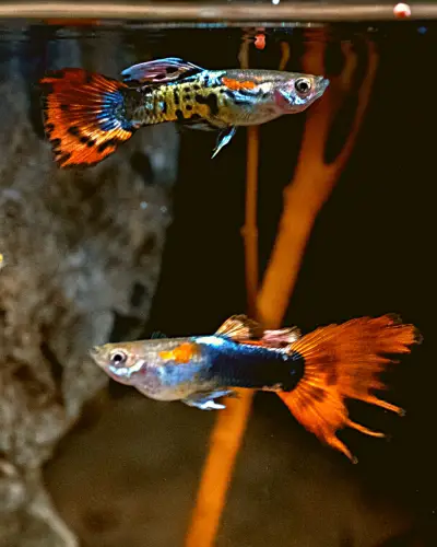 aggressive guppies