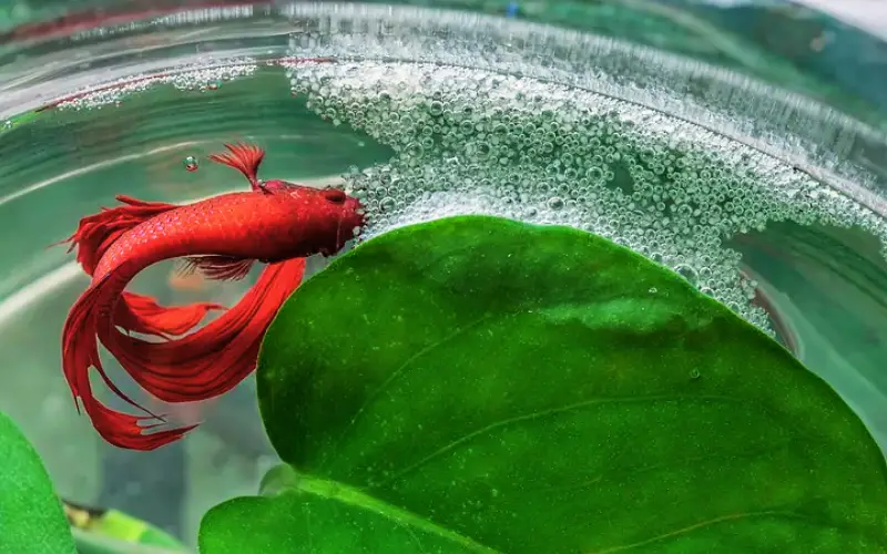 do female betta fish make bubble nests