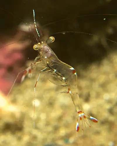 how big do ghost shrimp get