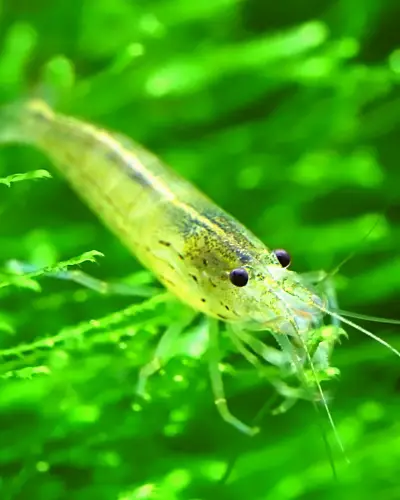 lifespan of a ghost shrimp