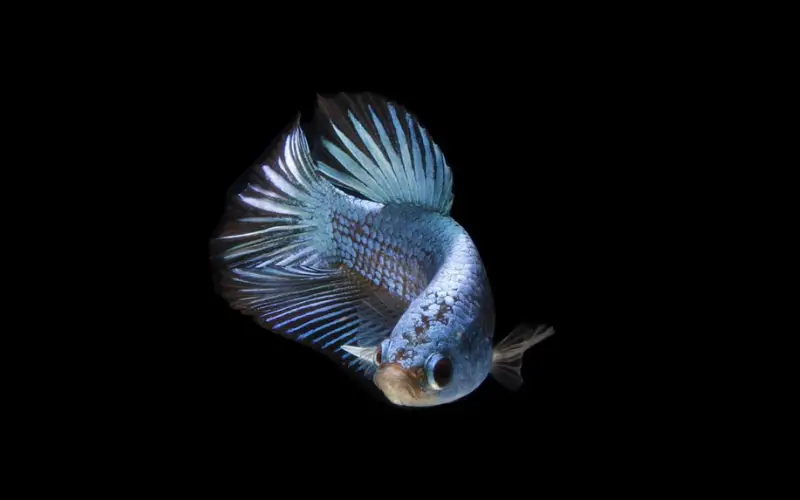 Betta Fins Shredded Overnight