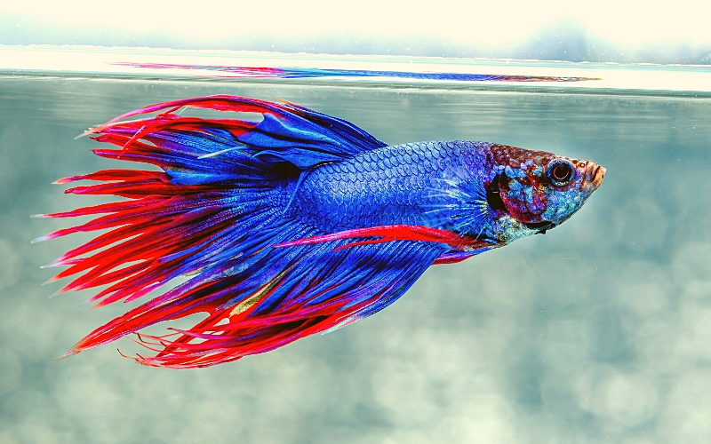 Betta Fish Not Eating and Laying at Top
