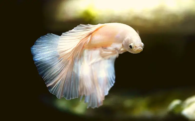 Can Betta Fish Eat Tropical Flakes