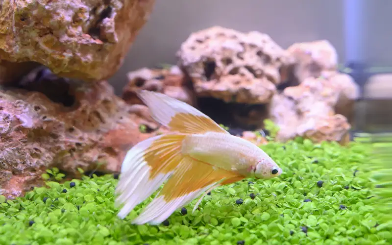 Can Betta Fish Have a Filter in Their Tank (Exclusive Guide)