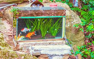 Goldfish Minimum Tank Size 101: (Don't Make This Mistake)