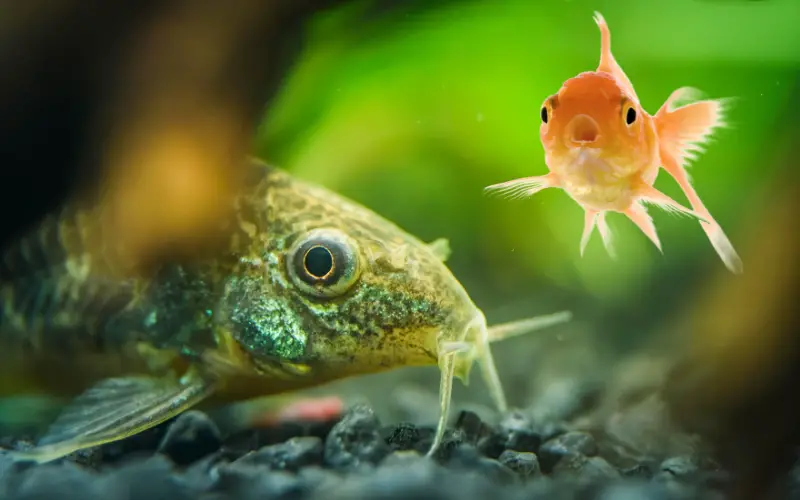 Can You Put Catfish with Goldfish 7 Vital Tips for Success