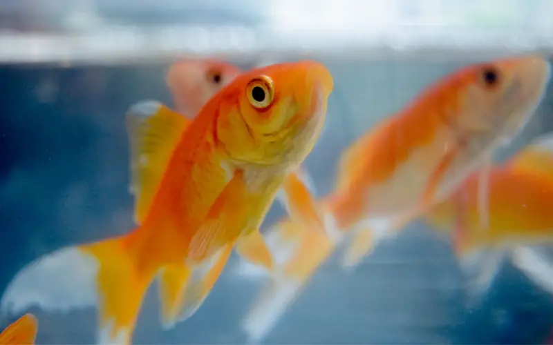 Do Goldfish Lay Eggs or Live Birth: Negative Myths Debunked