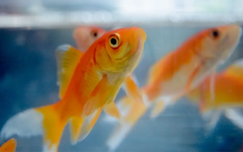 Do Goldfish Lay Eggs or Live Birth Negative Myths Debunked