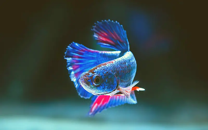 betta fish filter too strong