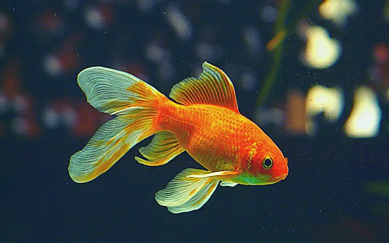 Goldfish Breeding Size