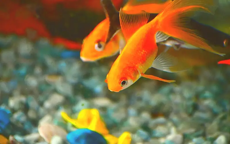 Goldfish Laying Eggs Signs