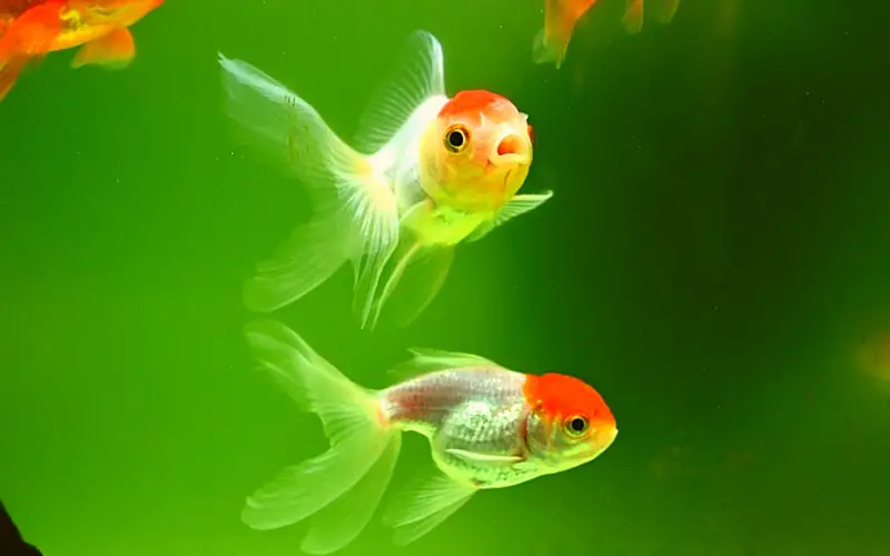 Goldfish Mating or Fighting