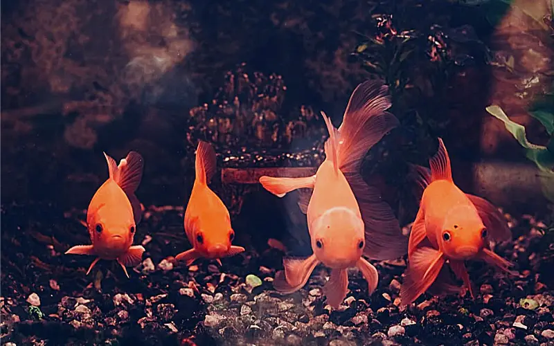 Goldfish Minimum Tank Size 101 (Don't Make This Mistake)