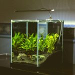 A closer look at Minimal Tank Size For A Solitary Goldfish