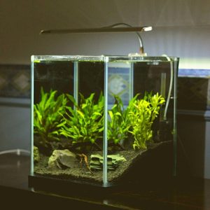 Picture of Goldfish Minimum Tank Size 101: (Don't Make This Mistake)