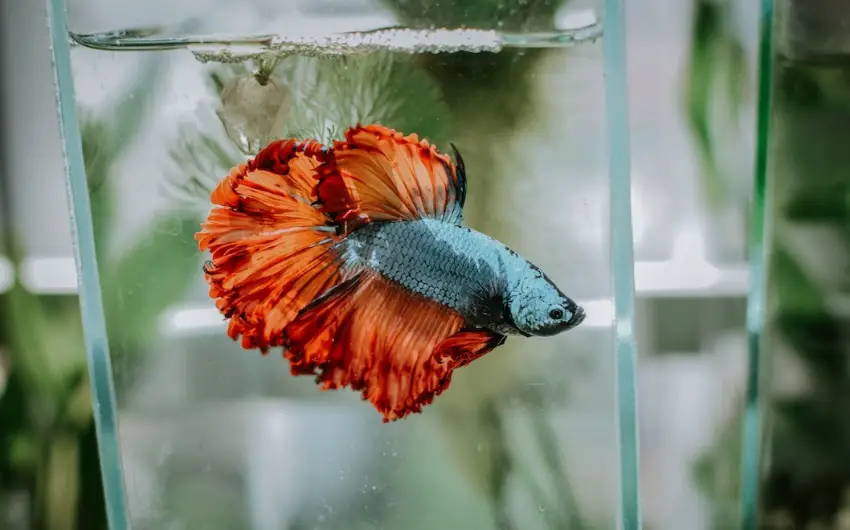 How Big Do Betta Fish Get in the Wild: (Comprehensive Guide)